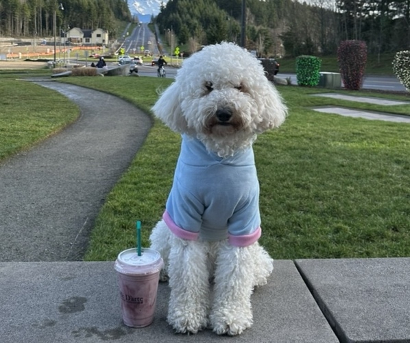 Medium Photo #1 Cockapoo (Miniature) Puppy For Sale in BUCKLEY, WA, USA