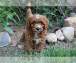 Puppy Snip Cavapoo