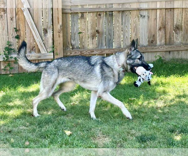 Medium Photo #2 German Shepherd Dog Puppy For Sale in Stephens City, VA, USA