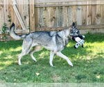 Small #1 German Shepherd Dog