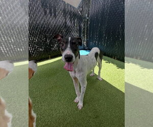 Mutt Dogs for adoption in west Palm Beach, FL, USA