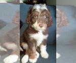 Small Photo #3 Aussie-Poo-Aussiedoodle Mix Puppy For Sale in ANNISTON, AL, USA