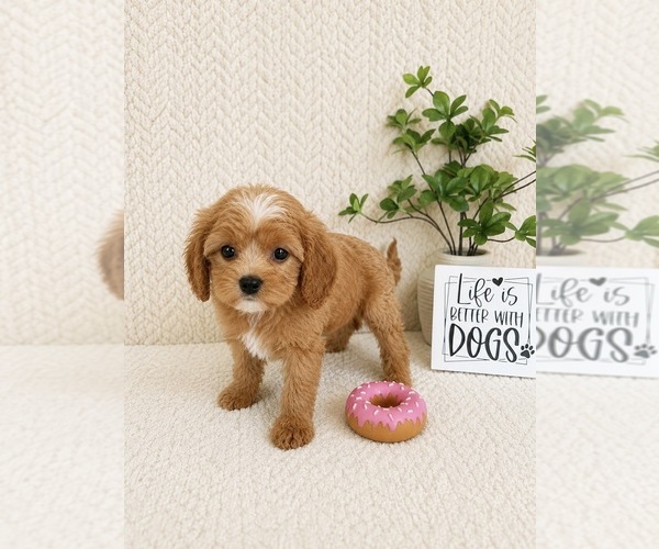 Medium Photo #4 Cavapoo (Miniature) Puppy For Sale in INDIANAPOLIS, IN, USA