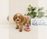 Small #3 Cavapoo (Miniature)