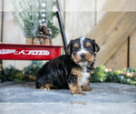 Puppy Ruckus Yorkshire Terrier