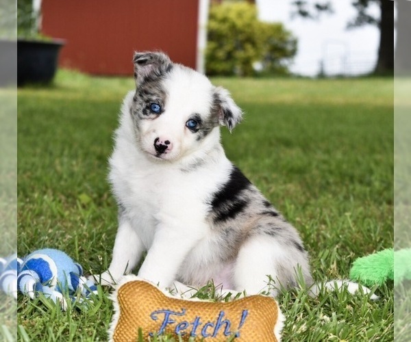 Medium Photo #56 Border Collie Puppy For Sale in STRAFFORD, MO, USA