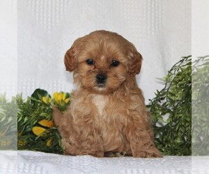ShihPoo Puppy for sale in QUARRYVILLE, PA, USA