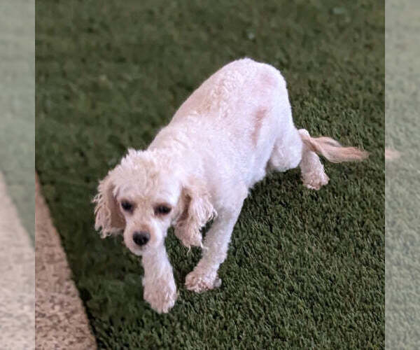 Medium Photo #1 Cavapoo (Miniature) Puppy For Sale in GOSHEN, IN, USA