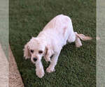 Small Photo #1 Cavapoo (Miniature) Puppy For Sale in GOSHEN, IN, USA