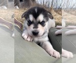 Small Photo #2 Alusky Puppy For Sale in BRADENTON, FL, USA