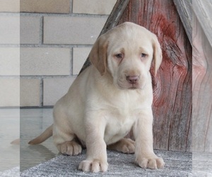 Labrador Retriever Puppy for sale in FREDERICKSBURG, OH, USA