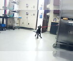 Small Labrador Retriever Mix