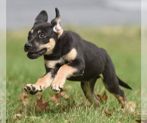 Tuba - Male Australian Shepherd-Unknown Mix Dog for Adoption - Photo #14