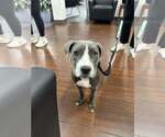 Small #3 Mutt