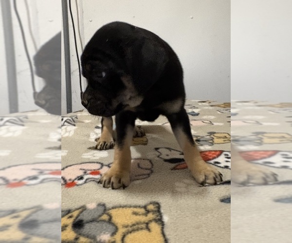 Medium Photo #3 Carlin Pinscher Puppy For Sale in COBB, WI, USA