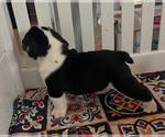 Small #6 English Bulldog