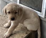 Puppy Big Blue Labrador Retriever