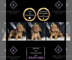 Cocker Spaniel Puppy for sale in WARSAW, IN, USA