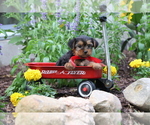 Small #1 Yorkshire Terrier