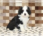 Kelly - Female Bernedoodle (Miniature) Puppy for Sale - Photo #4