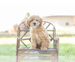Puppy 9 Poodle (Toy)