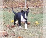 Small Photo #1 Bull Terrier Puppy For Sale in CHESAPEAKE, VA, USA