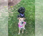 Small #3 Greyhound Mix