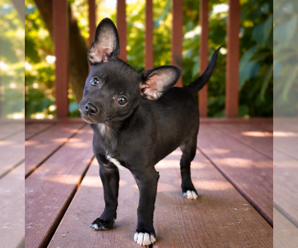 Medium Photo #1 Chihuahua Puppy For Sale in Menifee, CA, USA