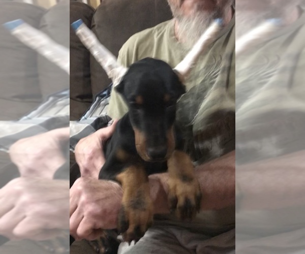 Medium Photo #1 Doberman Pinscher Puppy For Sale in WEST MONROE, LA, USA