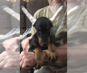 Doberman Pinscher Puppy for sale in WEST MONROE, LA, USA