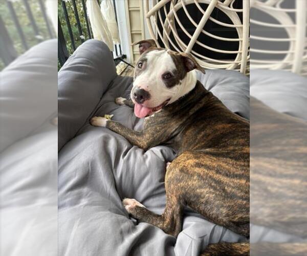 Medium Photo #2 American Pit Bull Terrier Puppy For Sale in Derwood, MD, USA