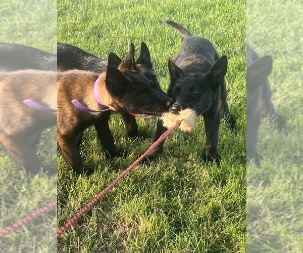 Medium Photo #2 Belgian Malinois Puppy For Sale in ROCHESTER, NY, USA
