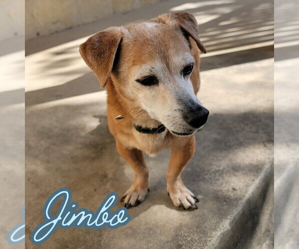 Medium Photo #21 Dachshund-Unknown Mix Puppy For Sale in San Antonio, TX, USA