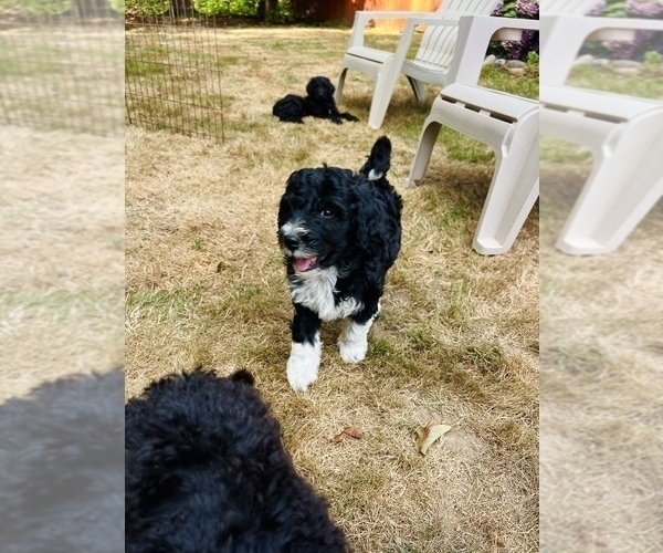 Medium Photo #3 Aussiedoodle Puppy For Sale in OLYMPIA, WA, USA