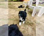 Small #2 Aussiedoodle