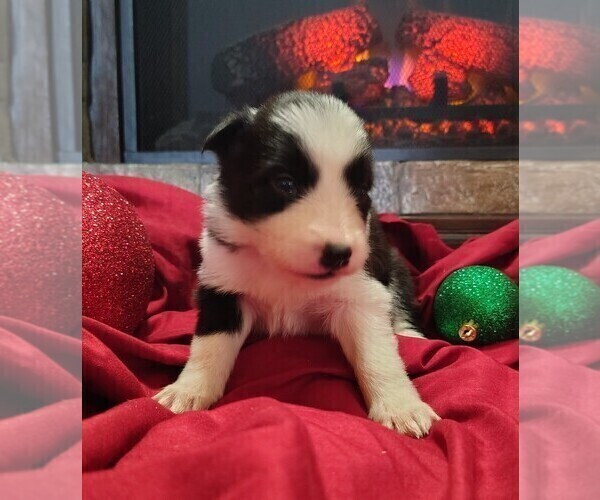 Medium Photo #1 Border Collie Puppy For Sale in NORBORNE, MO, USA