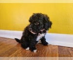 Puppy 1 Poodle (Toy)-Shih-Poo Mix