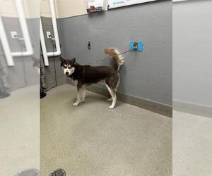 Siberian Husky-Unknown Mix Dogs for adoption in Las Vegas, NV, USA