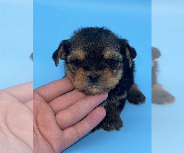 Medium Photo #8 Yorkshire Terrier Puppy For Sale in SANDY HOOK, KY, USA