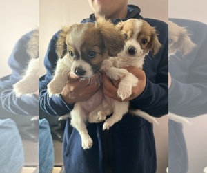 Chihuahua Puppy for sale in MARTINSBURG, WV, USA