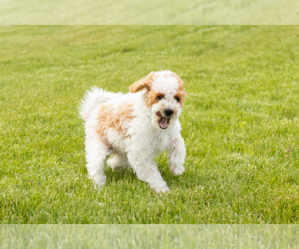 Medium Photo #5 Goldendoodle (Miniature) Puppy For Sale in WOLCOTTVILLE, IN, USA