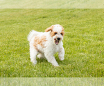 Small #4 Goldendoodle (Miniature)