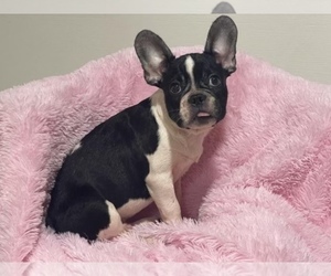 French Bulldog Puppy for sale in BOSTON, MA, USA