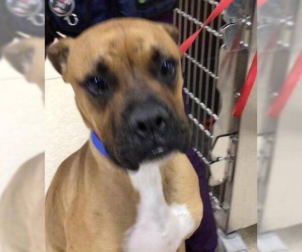 Medium Photo #1 Boxer Puppy For Sale in Riverside, CA, USA