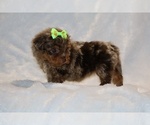 Small #5 ShihPoo
