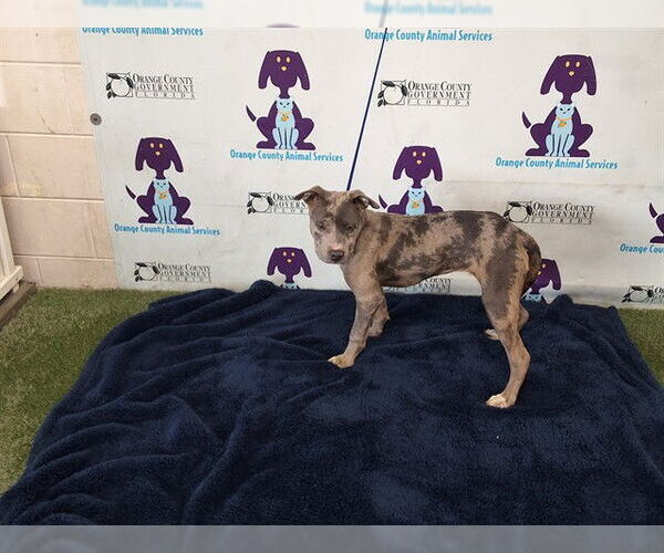 Medium Photo #1 Catahoula Leopard Dog-Unknown Mix Puppy For Sale in Orlando, FL, USA
