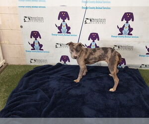 Catahoula Leopard Dog-Unknown Mix Dogs for adoption in Orlando, FL, USA