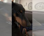 Small Photo #3 Doberman Pinscher Puppy For Sale in Buffalo, MN, USA