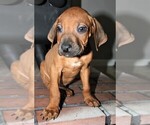 Small Photo #7 Rhodesian Ridgeback Puppy For Sale in INDEPENDENCE, MO, USA