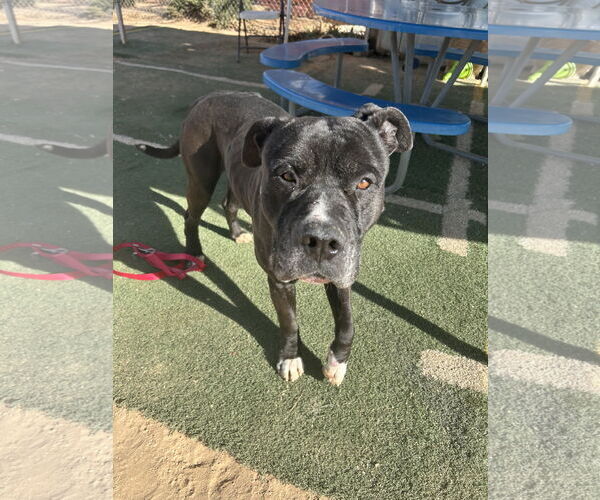 Medium Photo #2 Mastiff-Unknown Mix Puppy For Sale in Apple Valley, CA, USA